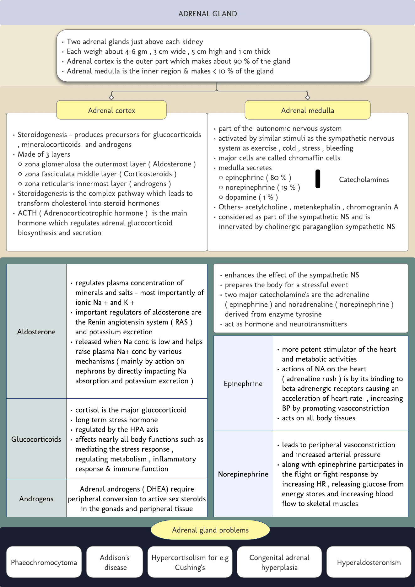 Adrenal gland- Quick revision card