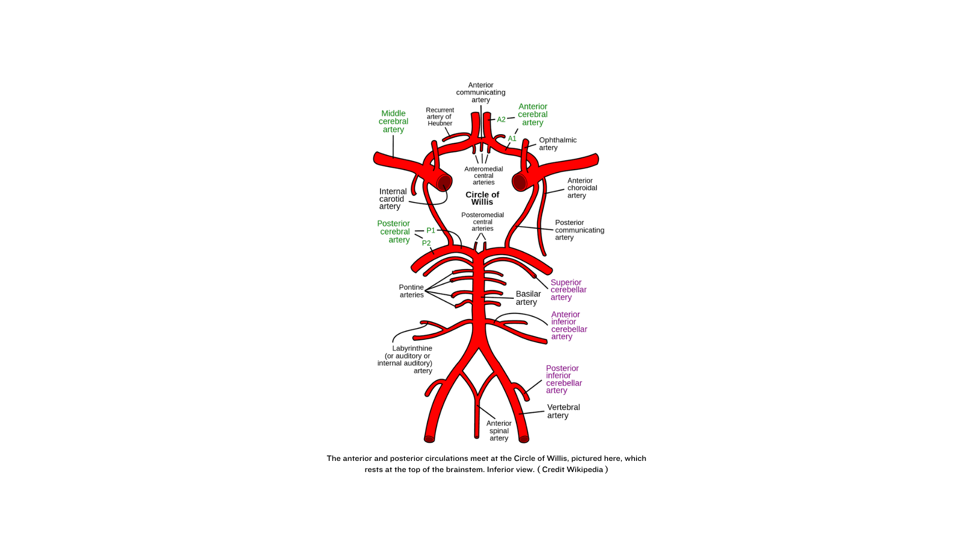 Stroke ( CVA ) : Symptoms by affected cerebral circulation
